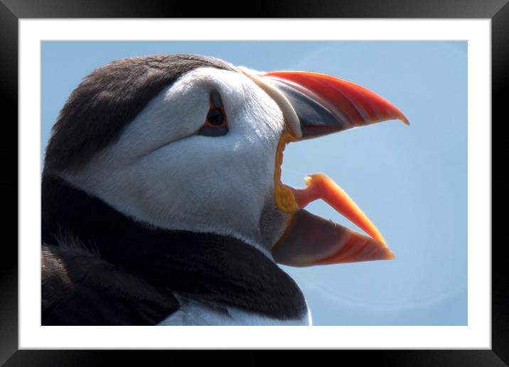 Yawning Puffin Framed Mounted Print by Ann Goodall