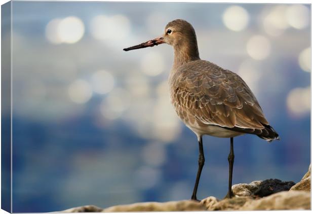 The Elegance of BlackTailed Godwit Canvas Print by Simon Marlow