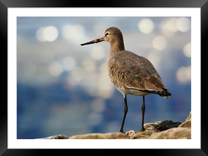 The Elegance of BlackTailed Godwit Framed Mounted Print by Simon Marlow