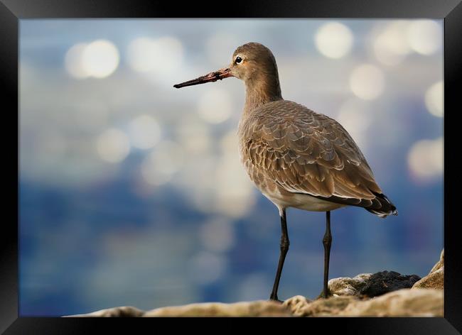 The Elegance of BlackTailed Godwit Framed Print by Simon Marlow