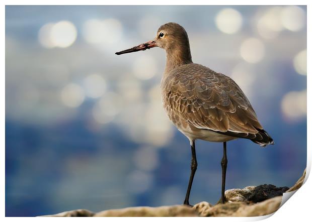 The Elegance of BlackTailed Godwit Print by Simon Marlow