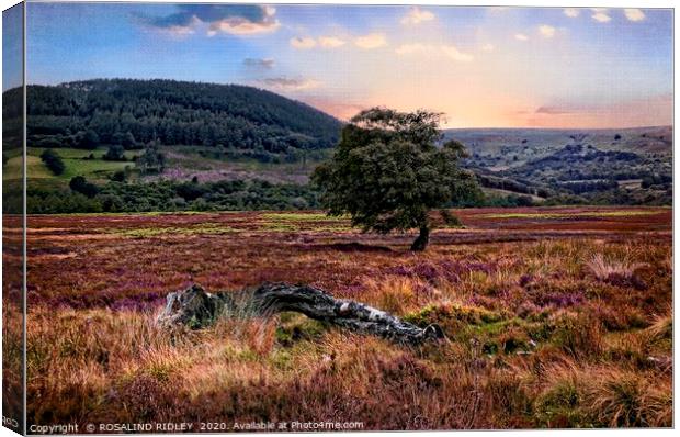 "Painterly North York Moors" Canvas Print by ROS RIDLEY