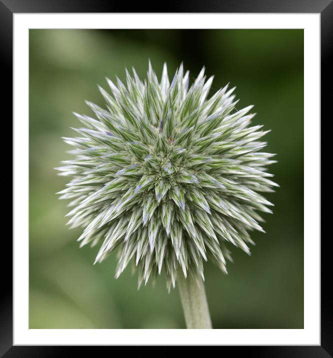 Enchinops - Globe Thistle Framed Mounted Print by Ann Goodall