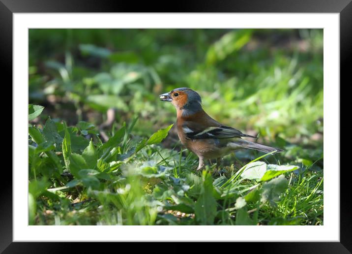 Majestic Chaffinch in Spring Meadow Framed Mounted Print by Simon Marlow