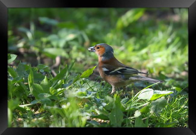 Majestic Chaffinch in Spring Meadow Framed Print by Simon Marlow