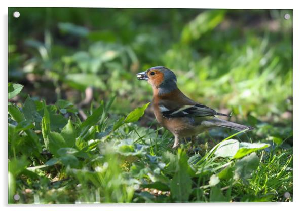 Majestic Chaffinch in Spring Meadow Acrylic by Simon Marlow