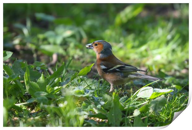 Majestic Chaffinch in Spring Meadow Print by Simon Marlow