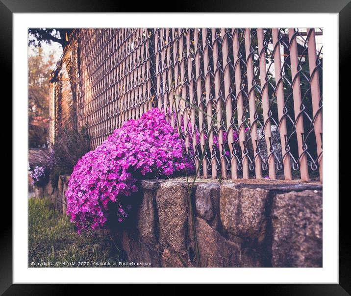 Little purple flovers in springtime Framed Mounted Print by Miro V