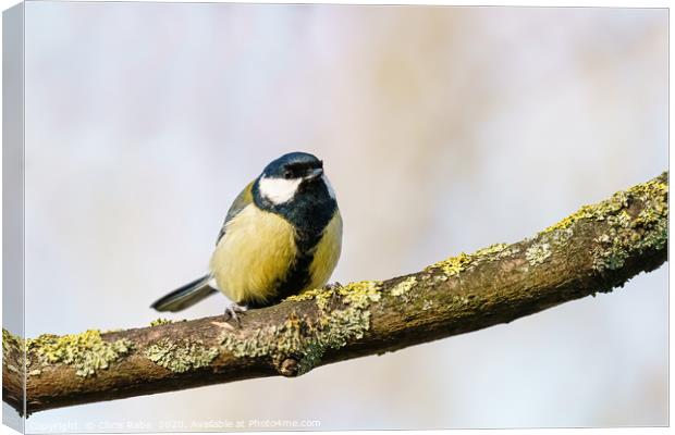 Great Tit  Canvas Print by Chris Rabe