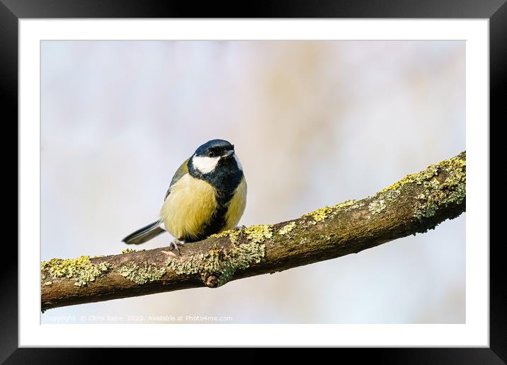 Great Tit  Framed Mounted Print by Chris Rabe