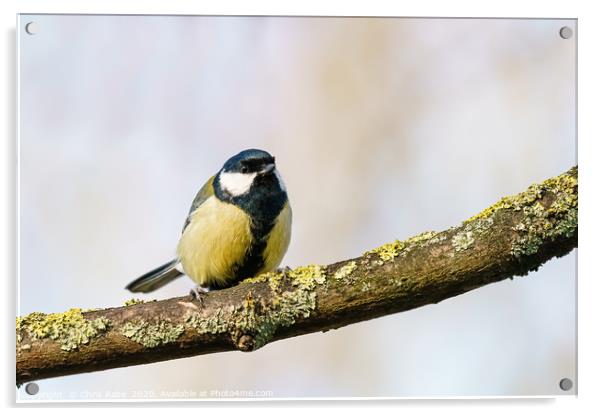 Great Tit  Acrylic by Chris Rabe