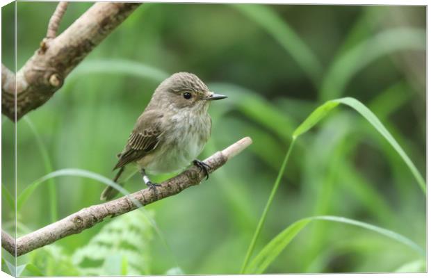 A rare visitor to the UK, the Flycatcher Canvas Print by Simon Marlow