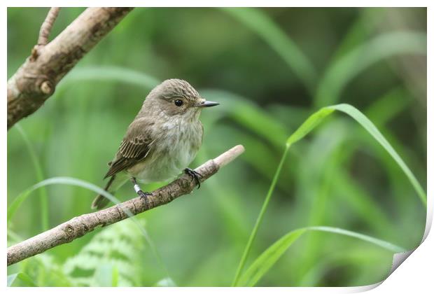 A rare visitor to the UK, the Flycatcher Print by Simon Marlow