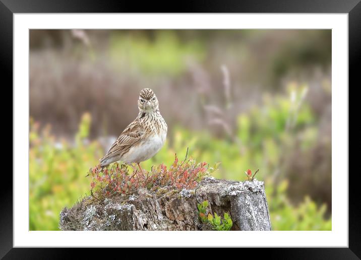 The Majestic Skylarks Serenade Framed Mounted Print by Simon Marlow