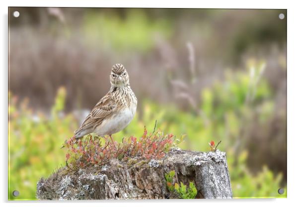 The Majestic Skylarks Serenade Acrylic by Simon Marlow