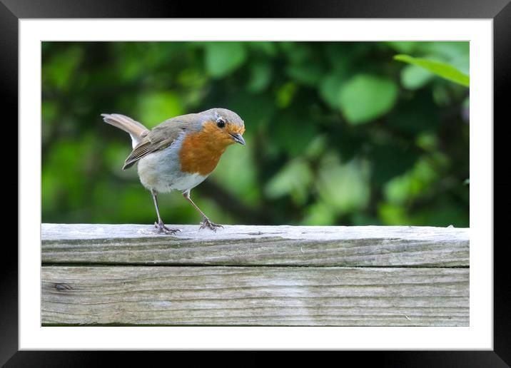 The Charming and Cheerful Robin Redbreast Framed Mounted Print by Simon Marlow