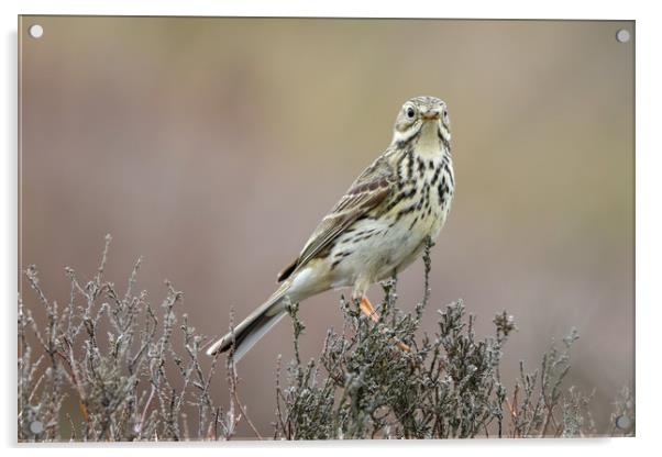Meadow Pipit taken on Long Mynd, South Shropshire Acrylic by Simon Marlow