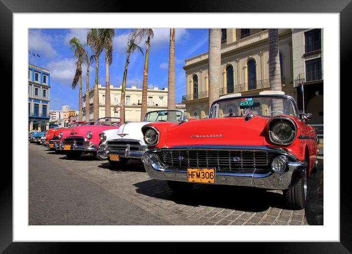 Timeless Beauties in Havana Framed Mounted Print by Simon Marlow
