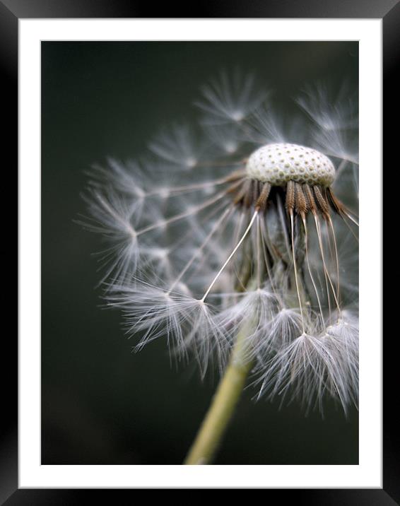 a moment of stillness Framed Mounted Print by Heather Newton