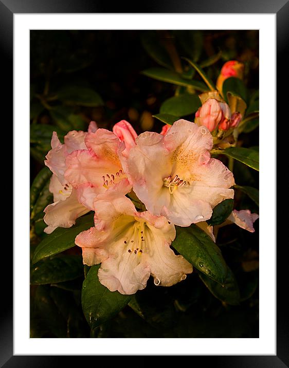 Wet Yak Rhododendron Framed Mounted Print by Jacqi Elmslie