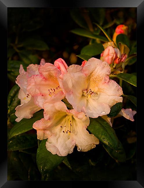 Wet Yak Rhododendron Framed Print by Jacqi Elmslie
