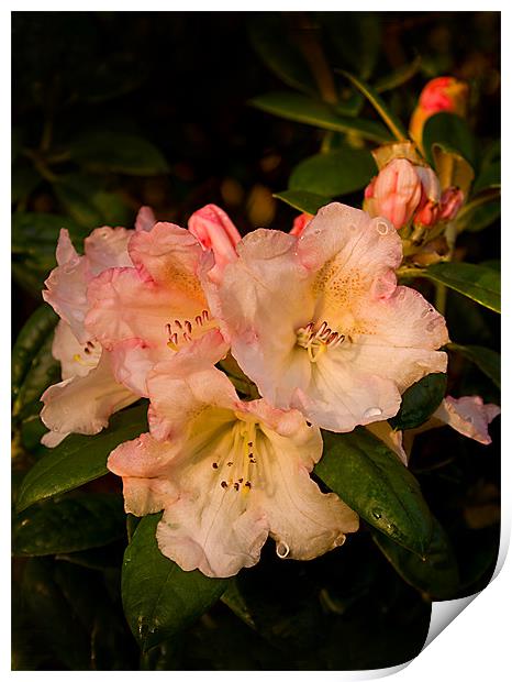 Wet Yak Rhododendron Print by Jacqi Elmslie