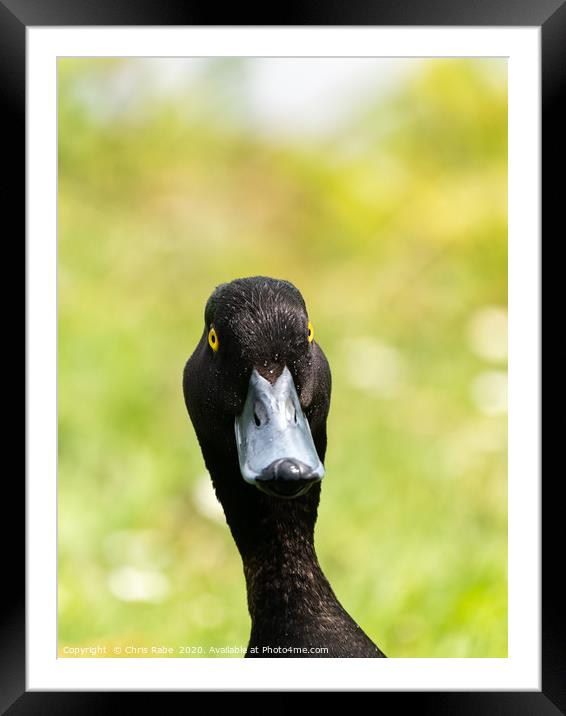 Tufted Duck portrait Framed Mounted Print by Chris Rabe