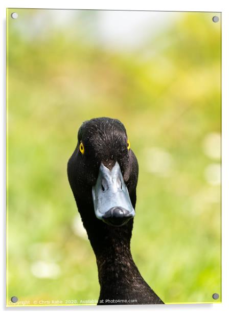 Tufted Duck portrait Acrylic by Chris Rabe