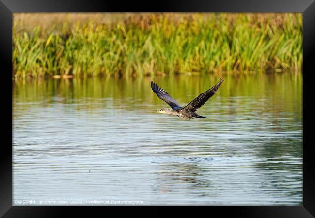 Great Cormorant flying low Framed Print by Chris Rabe