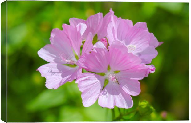 Mesmerizing Musk Mallow Blooms Canvas Print by Simon Marlow