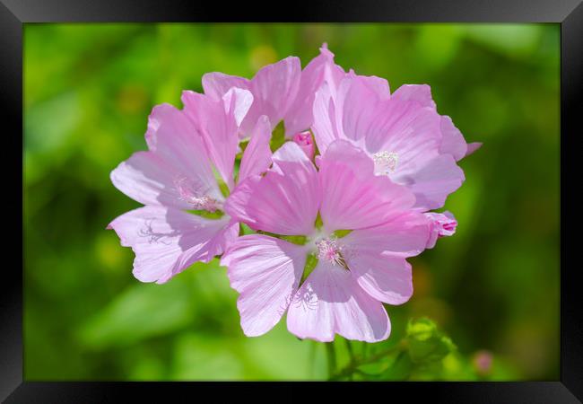 Mesmerizing Musk Mallow Blooms Framed Print by Simon Marlow