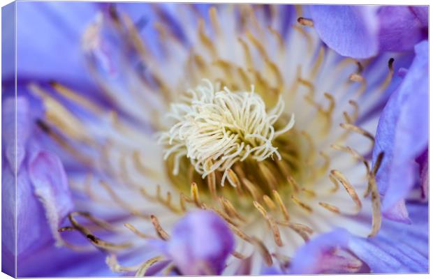 The Fiery Heart of a Poppy Anemone Canvas Print by Simon Marlow