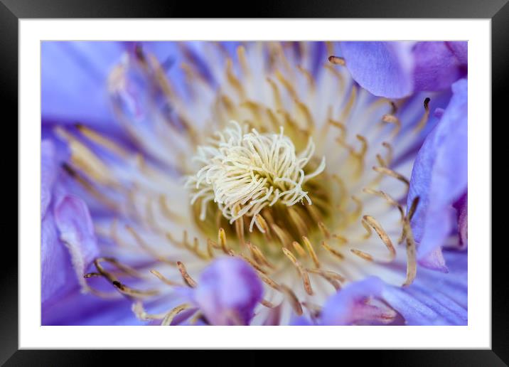 The Fiery Heart of a Poppy Anemone Framed Mounted Print by Simon Marlow