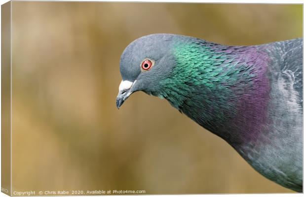 Rock Dove  Canvas Print by Chris Rabe