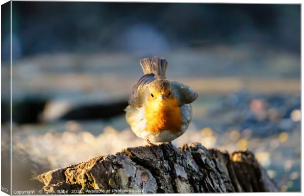 Feisty looking European Robin  Canvas Print by Chris Rabe