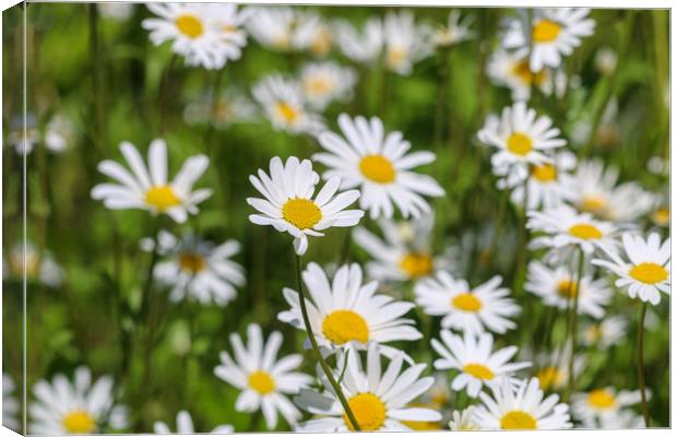 Summer Oxeye Daisies A Burst of Sunshine Canvas Print by Simon Marlow