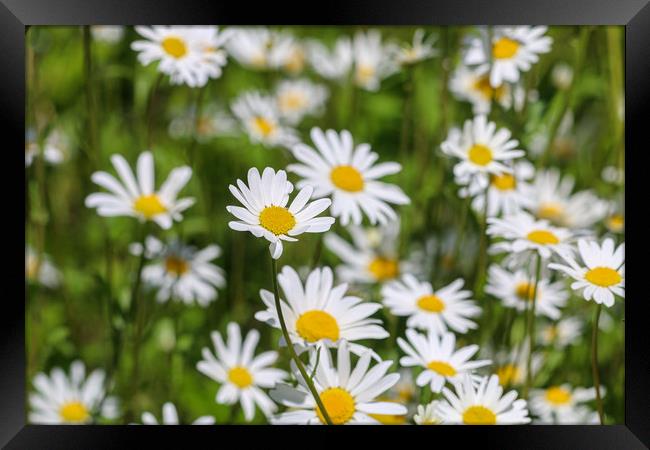 Summer Oxeye Daisies A Burst of Sunshine Framed Print by Simon Marlow