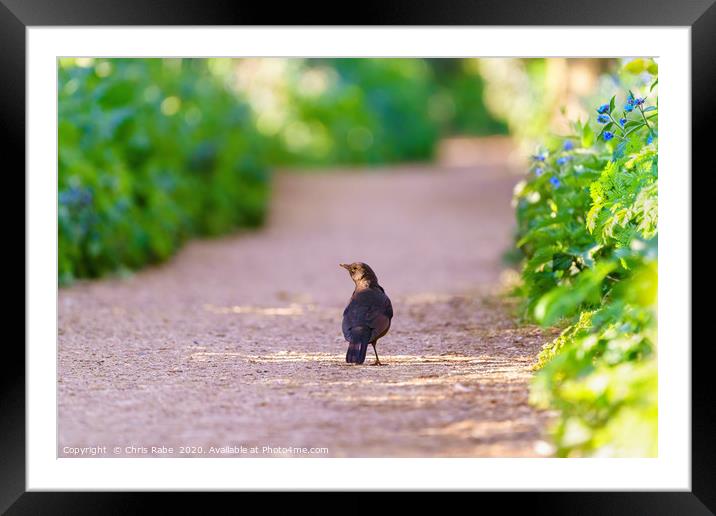 Blackbird male on a path in early spring light Framed Mounted Print by Chris Rabe