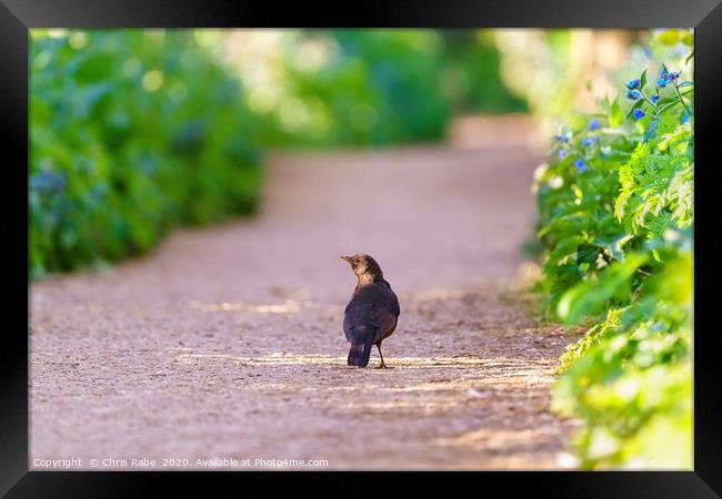 Blackbird male on a path in early spring light Framed Print by Chris Rabe