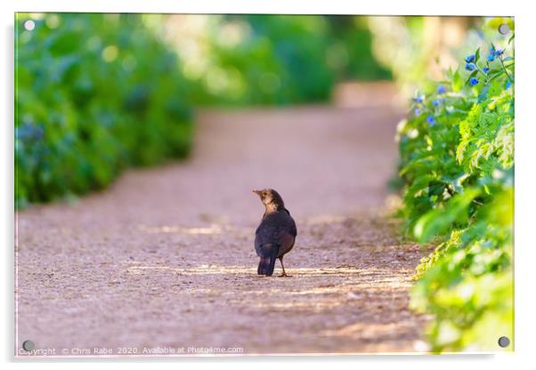 Blackbird male on a path in early spring light Acrylic by Chris Rabe