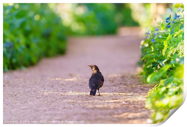 Blackbird male on a path in early spring light Print by Chris Rabe