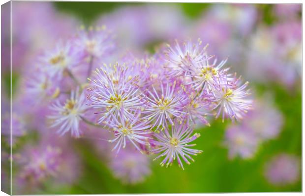 Enchanting French Meadow Rue Canvas Print by Simon Marlow