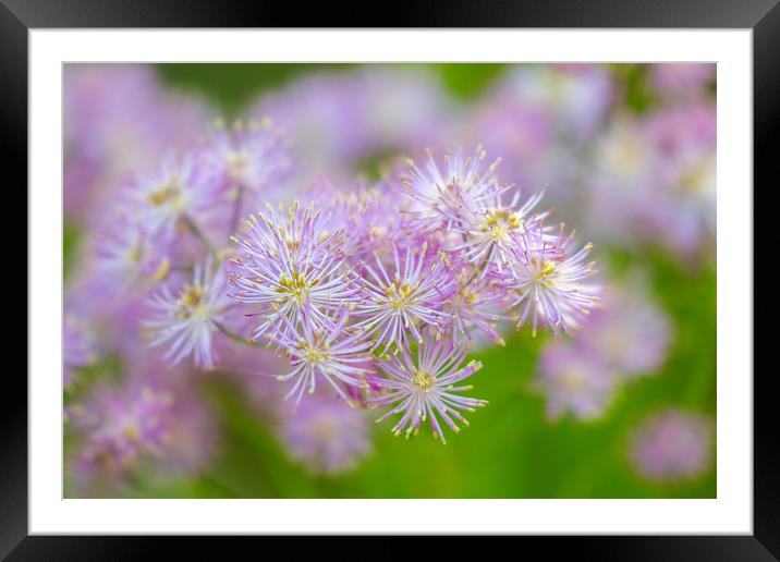 Enchanting French Meadow Rue Framed Mounted Print by Simon Marlow