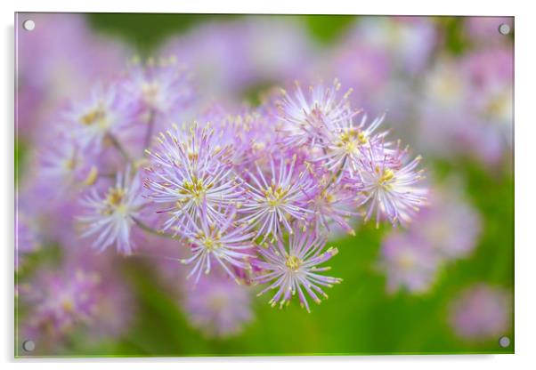Enchanting French Meadow Rue Acrylic by Simon Marlow