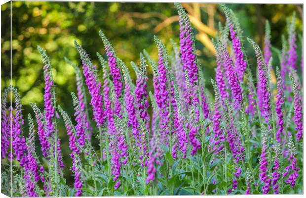 Enchanting Foxglove Meadow Canvas Print by Simon Marlow