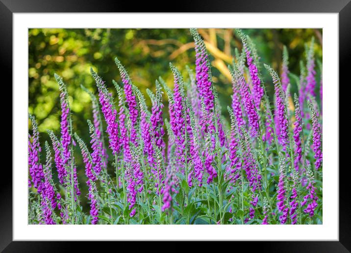 Enchanting Foxglove Meadow Framed Mounted Print by Simon Marlow