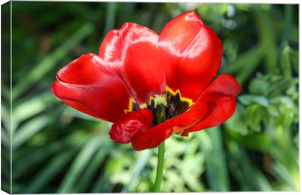 Radiant Red Poppy Blossom Canvas Print by Simon Marlow