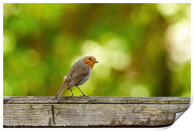 European Robin  looking back over shoulder Print by Chris Rabe