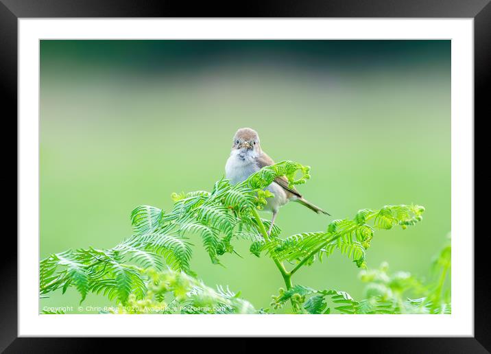 Common Whitethroat  Framed Mounted Print by Chris Rabe