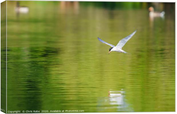 Common Tern in flight Canvas Print by Chris Rabe